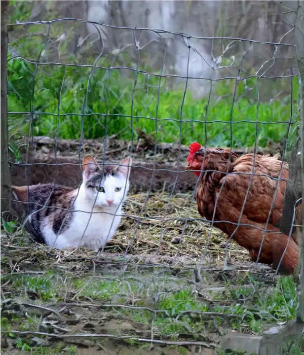 Proper Feeding Practices for Chickens