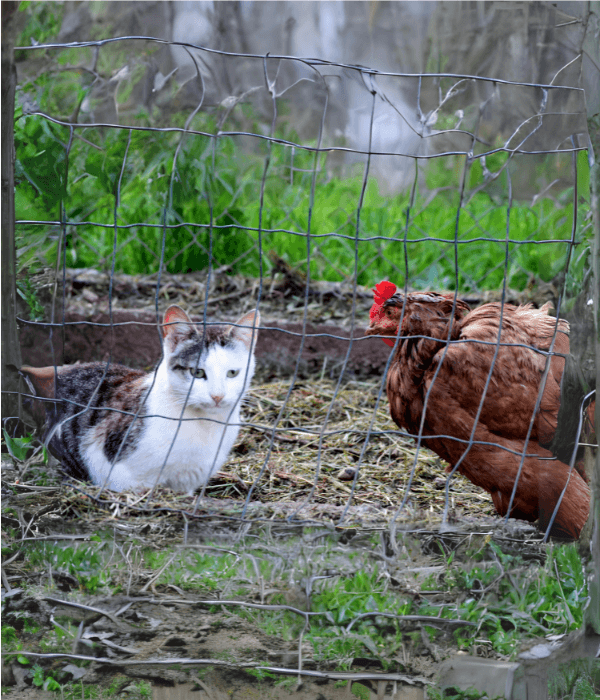 Cat and chicken together inside a fenced yard