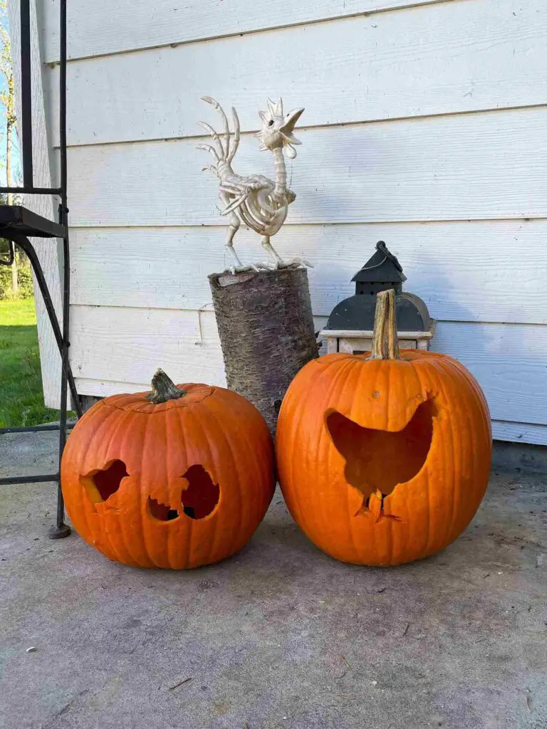 chicken jack-o-lantern, can chickens eat pumpkin seeds