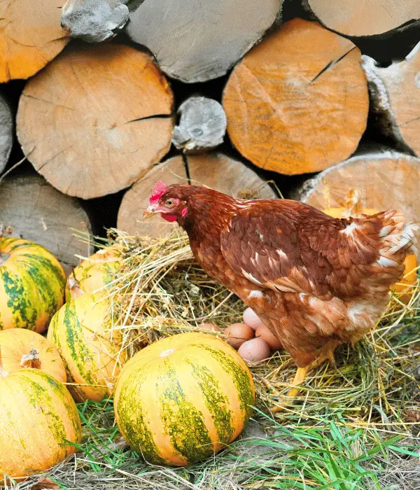 How to Feed Pumpkin Seeds to Chickens?