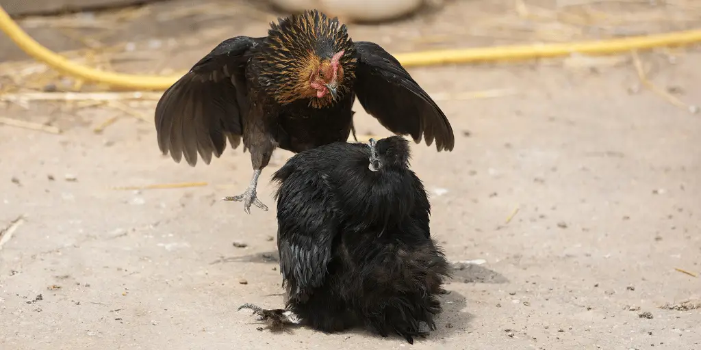 Chicken Bullying Sick Chicken: Reasons, Signs, and Solution
