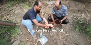 Chicken First Aid Kit 101: Essential Items, Managing Pain, Steps to Use