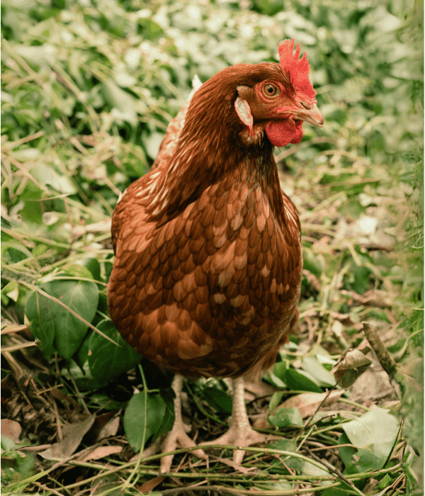 ISA Brown hen foraging in a green garden