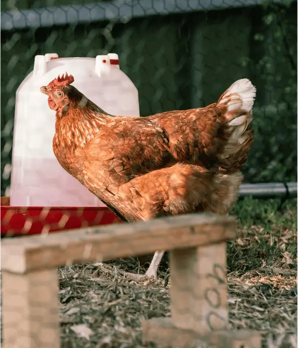 Isa brown chicken drinking water in backyard