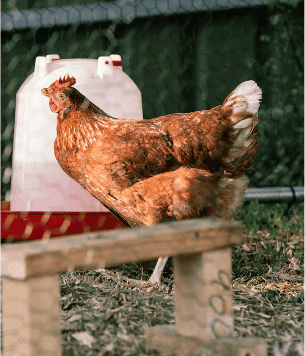 ISA Brown hen drinking water in a backyard