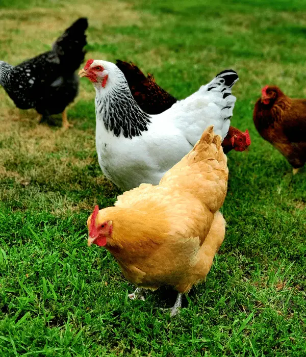 Reasons Chickens Bully a Sick Chicken