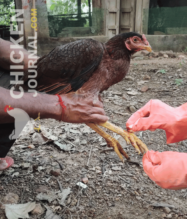 Chicken First Aid Kit 101: Essential Items, Steps To Use In Emergency 23 treatment of an injured hen using chicken first aid kit