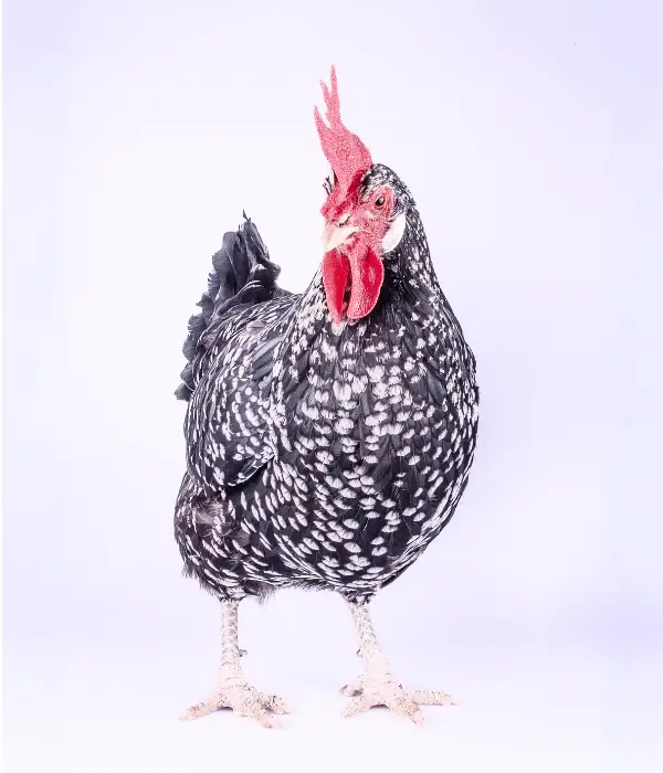 Ancona chicken standing