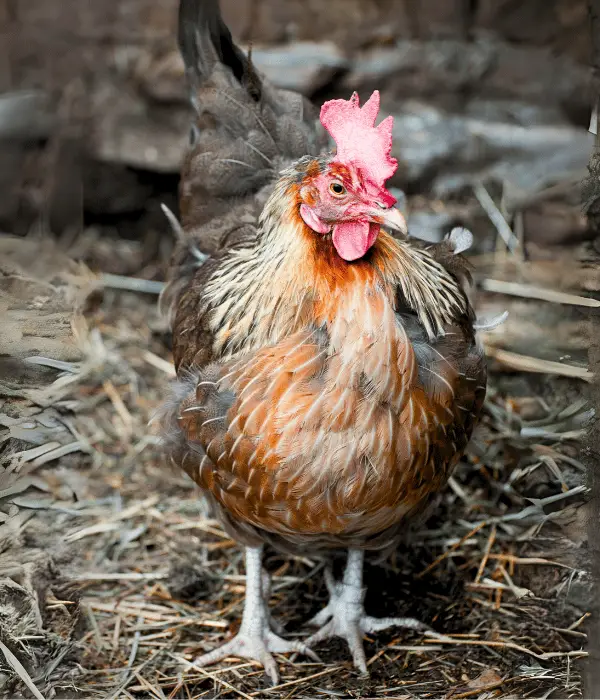 a red dorking chicken, Benefits of Raising Dorking Chickens