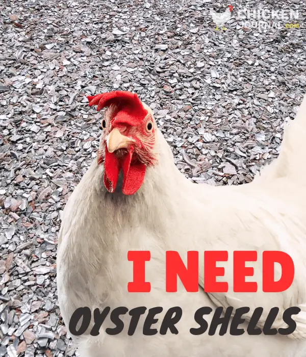 oyster shells are important for chickens so they need it