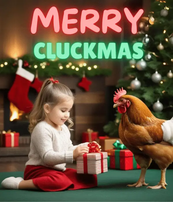Merry Christmas gifts for your chickens