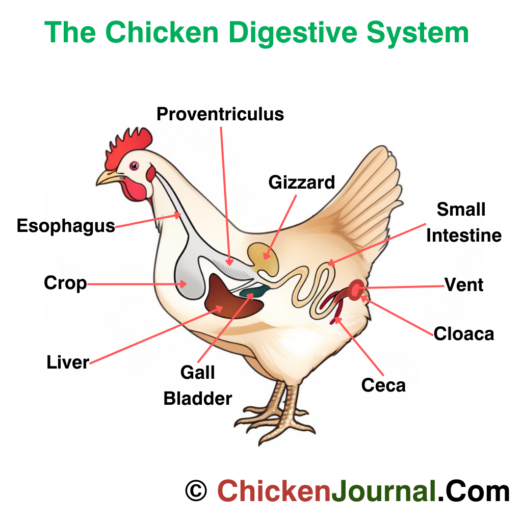 understanding chicken digestive system - to know how chicken use grit for digesting food