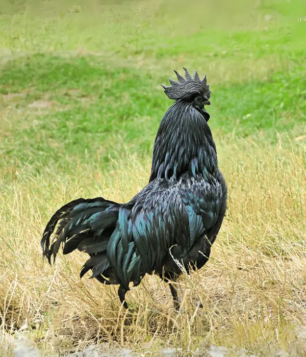 20 Black Rooster Name Ideas