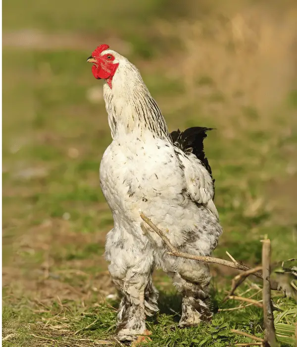 20 Rooster Names For Large Male Chicken