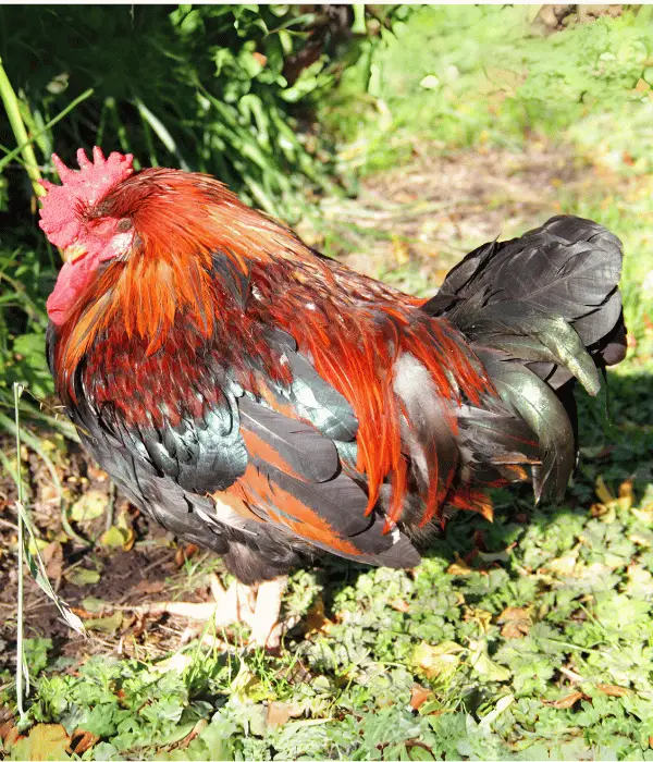 20 Cute Rooster Names For Lazy Roosters