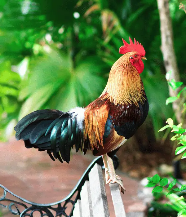 50 Cool Rooster Names Commonly Used