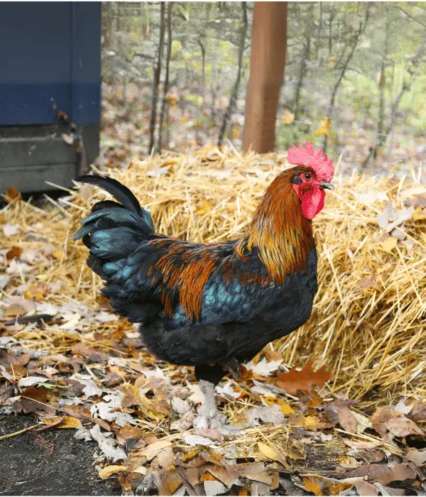 50 Funny Rooster Names