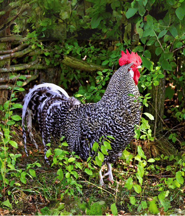 50 Cute Rooster Names