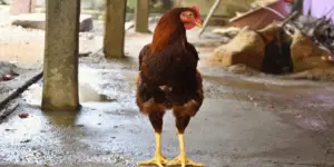 500+ Rooster Names (Cool, Funny, Lovely, Classic Name Ideas)