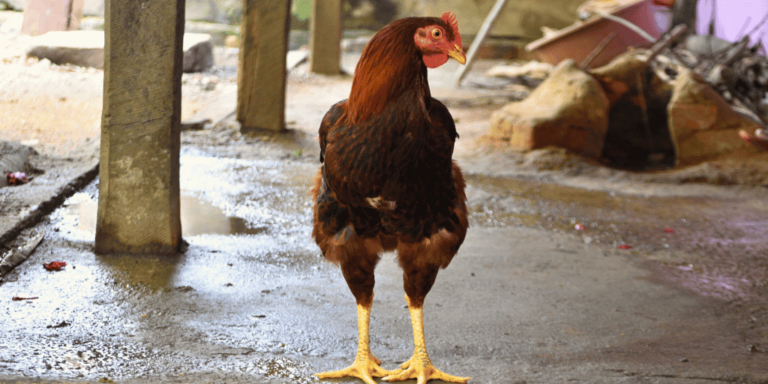 500+ Best Rooster Names: Funny, Cool, Cute & Unique Ideas