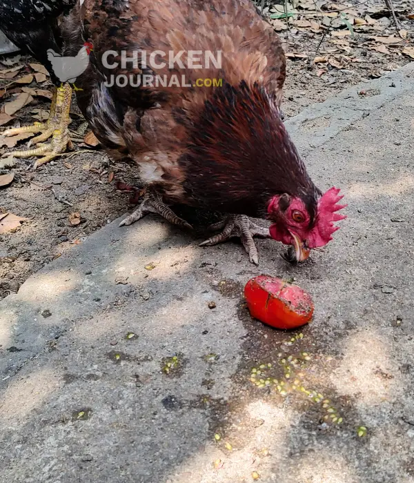 a rooster eating fresh tomato and its seed
