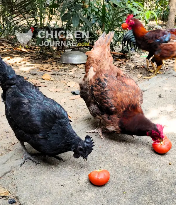 black and brown chicken pecking on tomatoes
