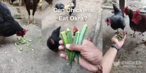 Can Chickens Eat Okra? (Nutrition, Benefits, Feeding Guide)