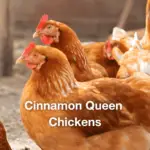 Cinnamon Queen Chicken: All You Need To Know