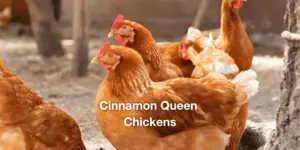 Cinnamon Queen Chicken: All You Need To Know