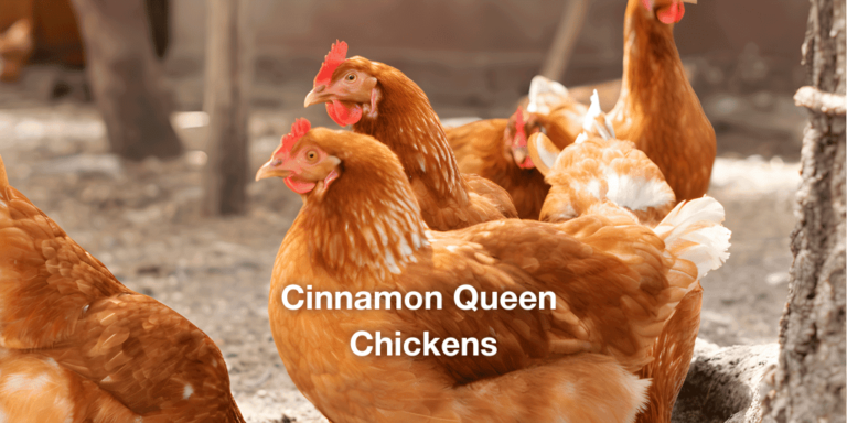 Cinnamon Queen Chicken: All You Need To Know