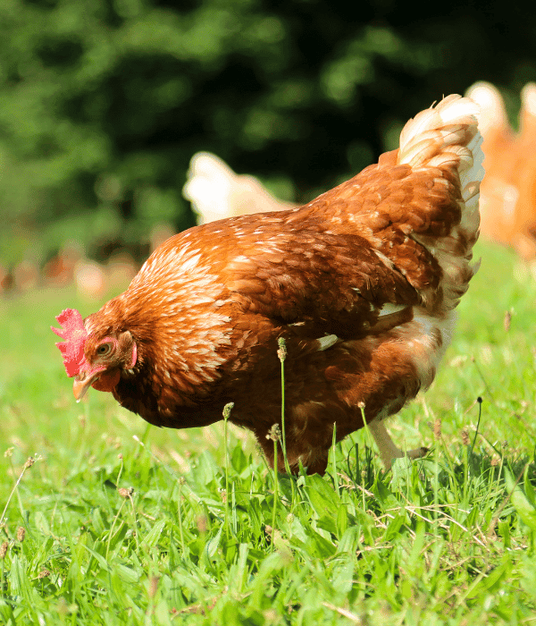 Cinnamon Queen Chicken: Eggs, Temperament, Lifespan &Amp; Care 3 Cinnamon Queen hen foraging on grass