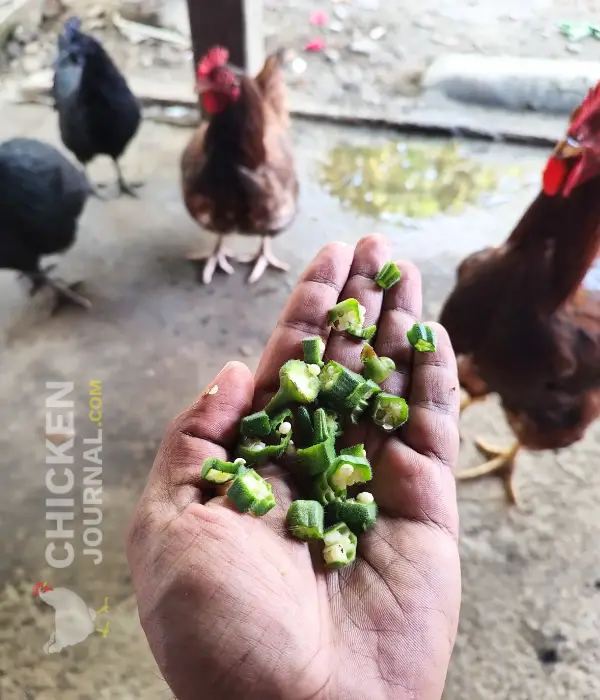crushed and chopped okra in my hand for my chickens