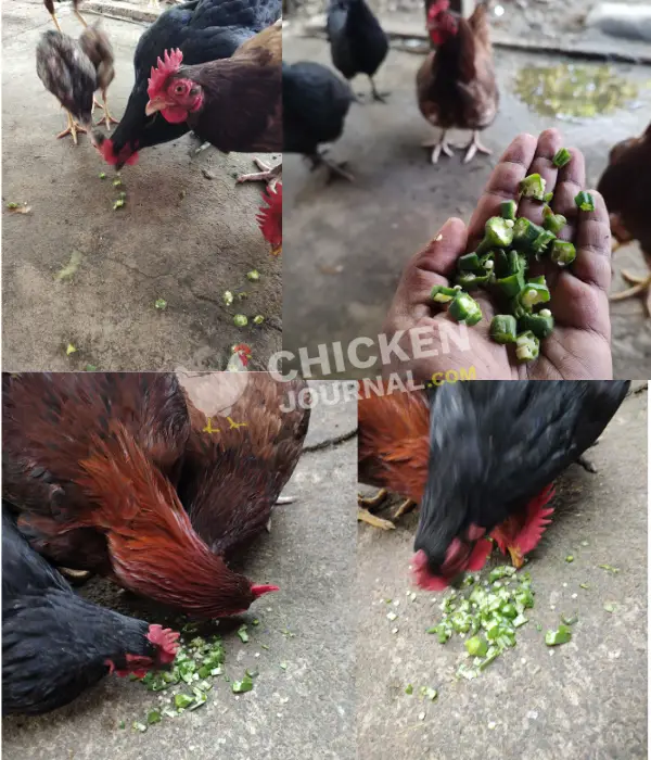 my chicken eating okra ladys finger vegetable