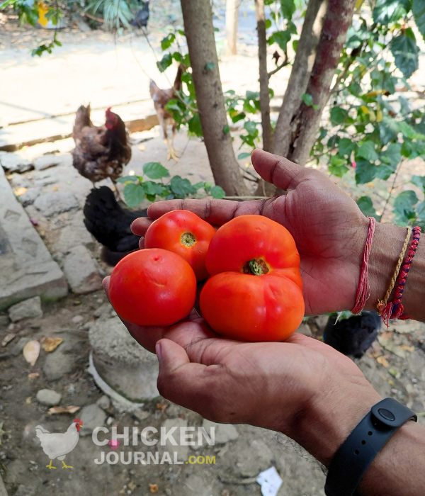 ready to give tomatoes to chickens