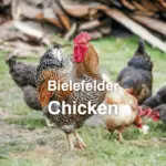 Bielefelder Chickens: Eggs, Color, Size, Care Guide, Picture, More