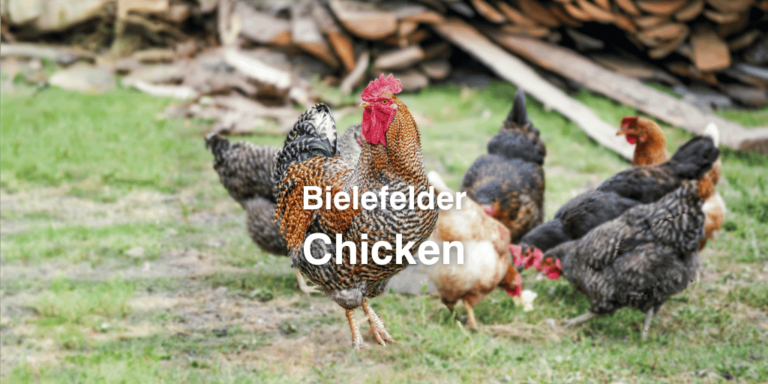 Bielefelder Chickens: Breed Eggs, Color, Size, Care, Picture