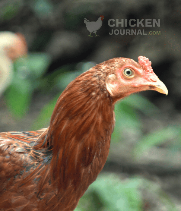 Causes of Pale Chicken Comb