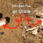 Do Chickens Pee or Urinate? - The Answer Might Shock You!