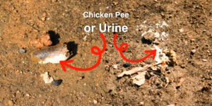 Do Chickens Pee or Urinate? - The Answer Might Shock You!