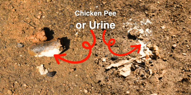 Do Chickens Pee or Urinate? - The Answer Might Shock You!
