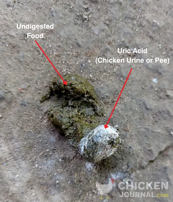 chicken poop part, pee and undigested food