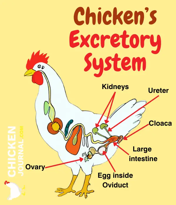 Understanding Chicken Excretory System - Anatomy Picture by Chicken Journal