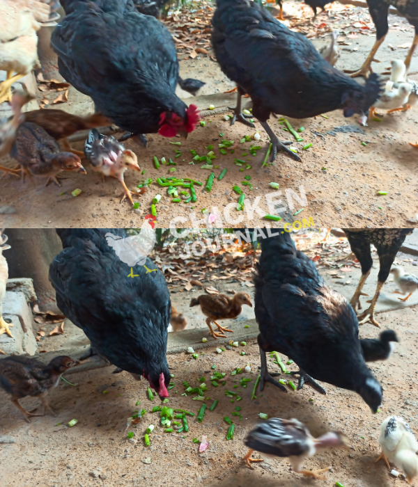 my chickens and baby chicks eating green onions