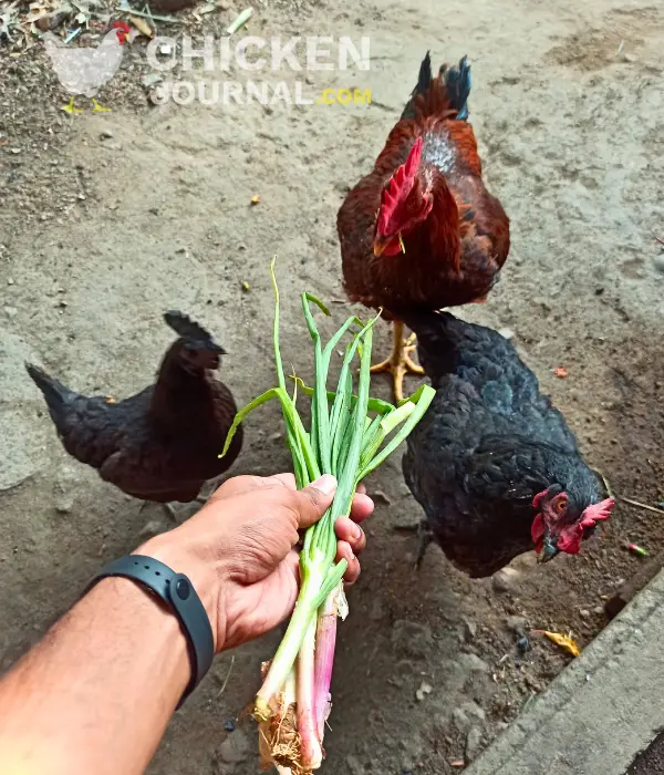 my chickens eating green onions from my hand