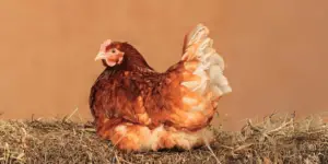 Pale Chicken Comb: Everything You Need To Know