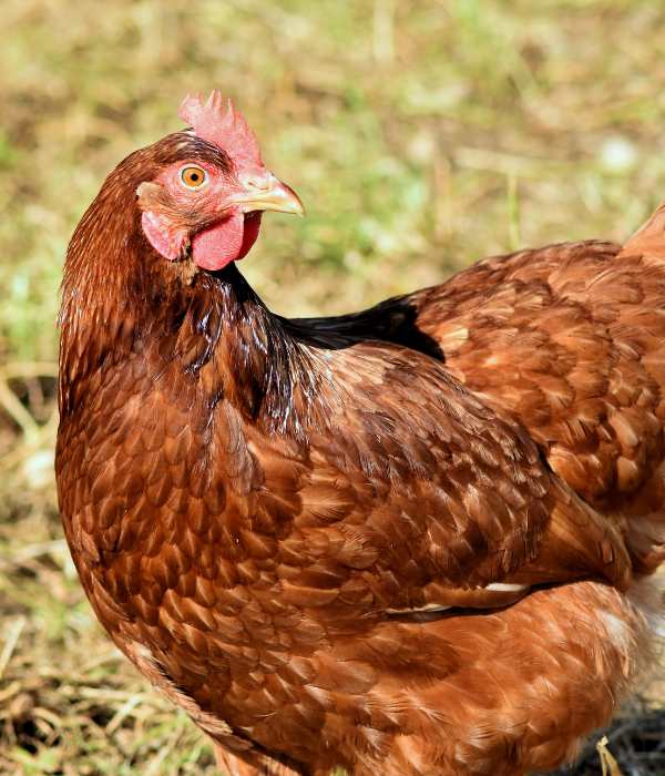Treatment Options For Pale Chicken Comb