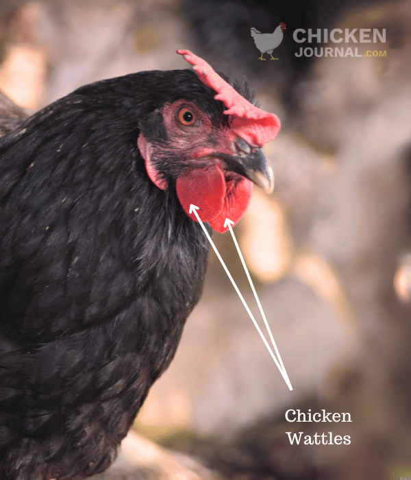 understand what are chicken wattles, Picture showing large size wattles of a large hen