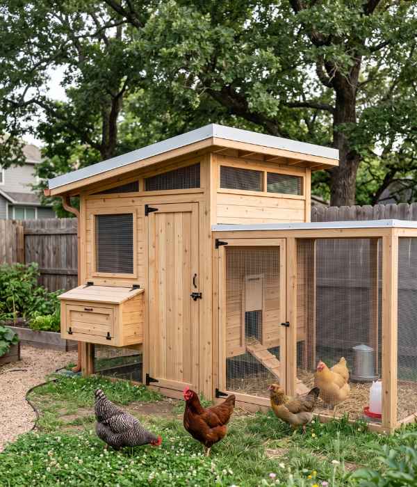Chicken Coop Roof Types: Best Designs &Amp; Roofing Materials 7 a modern small chicken coop with a low-slope nearly flat roof