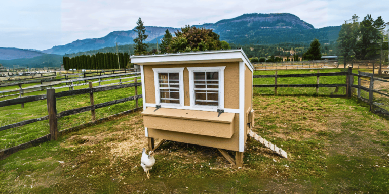 Top 15 Best Pre-made Chicken Coops