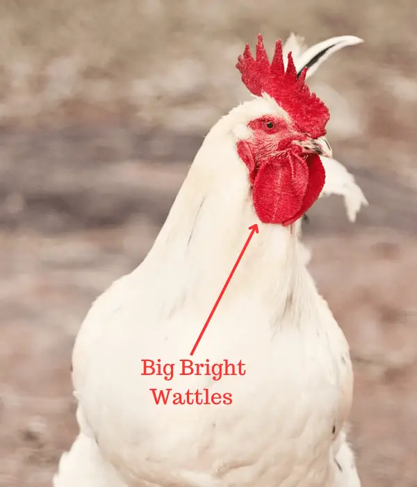 big bright wattles in leghorn chickens